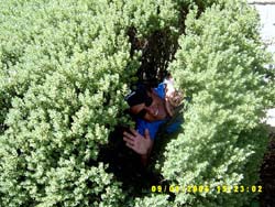Dunedin-14