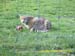 HamiltonZoo-23